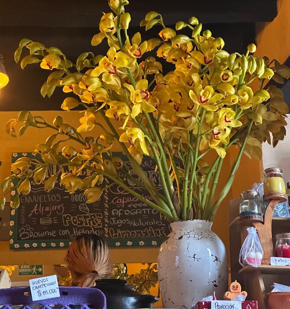 Orquídeas cymbidium