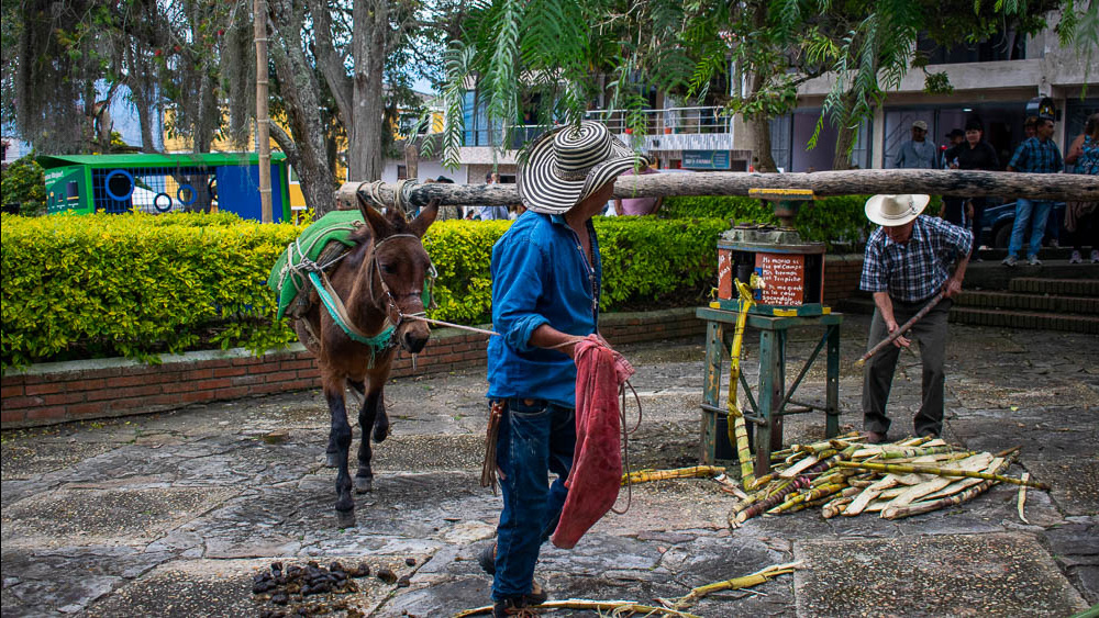 Festival de promeseros