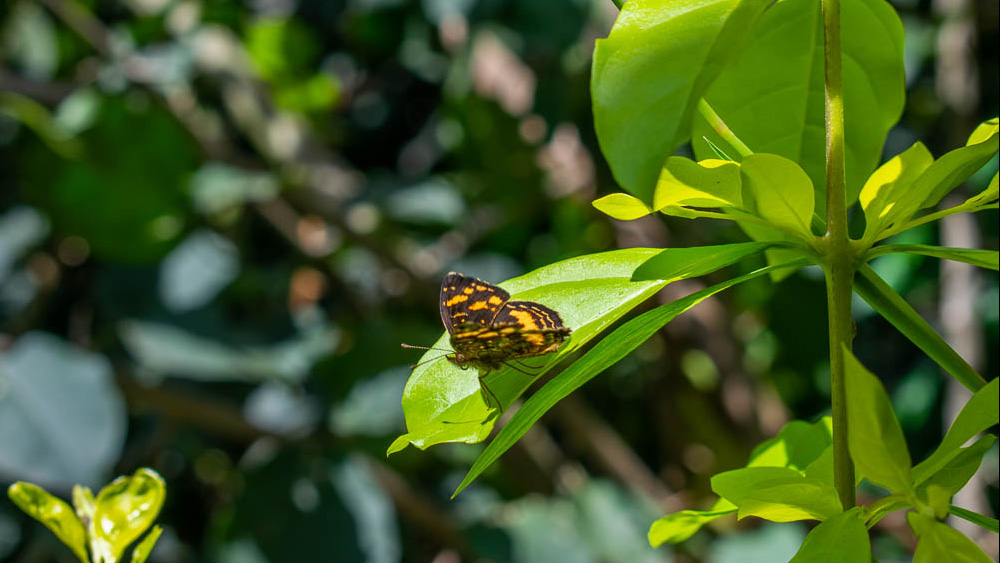 Fauna Tibirita Cundinamarca