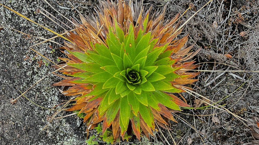 Flora Tibirita