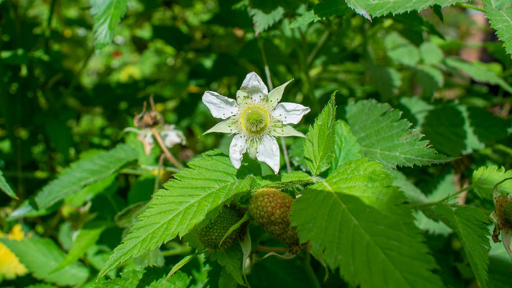 Flor de frambuesa